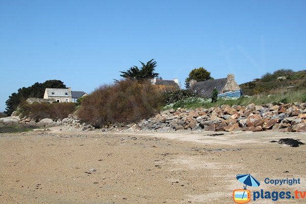 Tamaris sur la plage de l'ile de Caillot