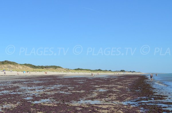 Dunes of the beach in La Couarde sur Mer - France