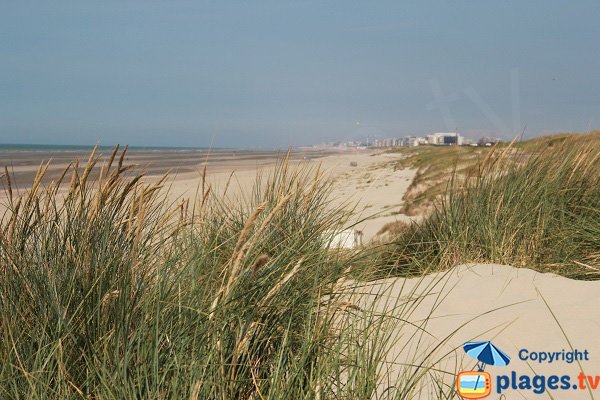 Dunes du Perroquet avec sa plage - Bray-Dunes