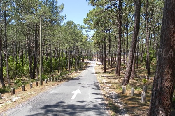 Forêt à côté de la plage du Petit Nice