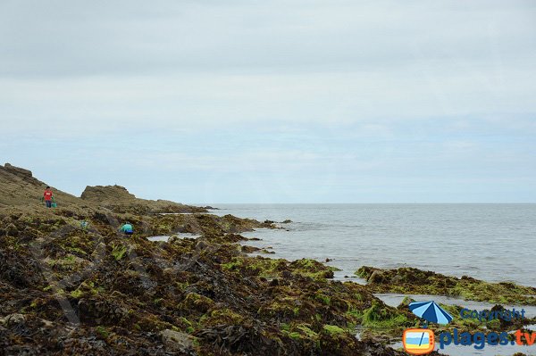 Fishing on the beach of Petit Port - Cancale