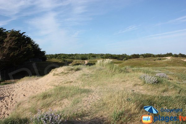 Environnement de la plage du Petit Sochard