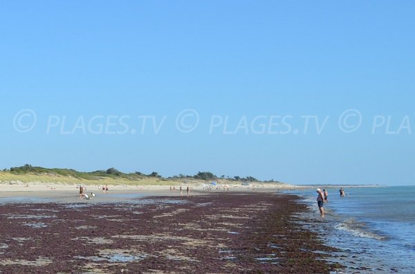 Sand beach of Peu Ragot in La Couarde - France