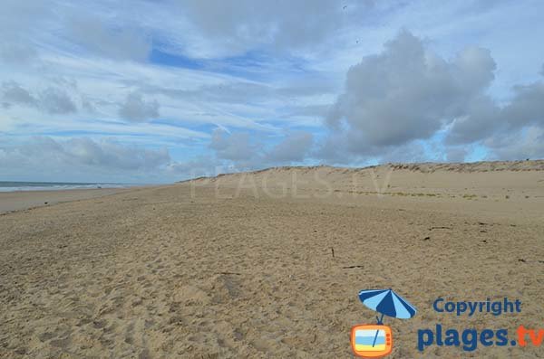 Grande plage où les chiens sont acceptés à proximité de Royan - La Tremblade