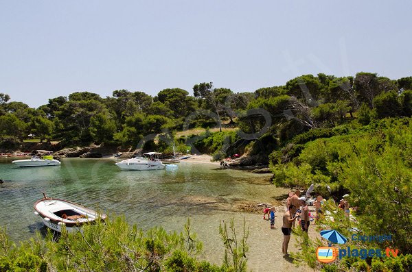 Cove near pinewood of Embiez island