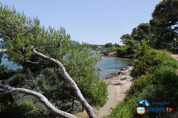 Beach near the Pinewood of Embiez Island