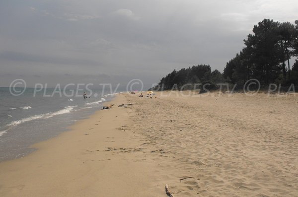 Plage de sable fin peu connue en Corse - Pinia - Ghisonaccia