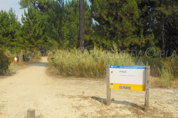 Piste pour accéder à la plage de Pinia - Corse