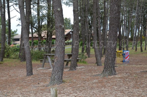 Forest near Piqueyrot beach - Hourtin