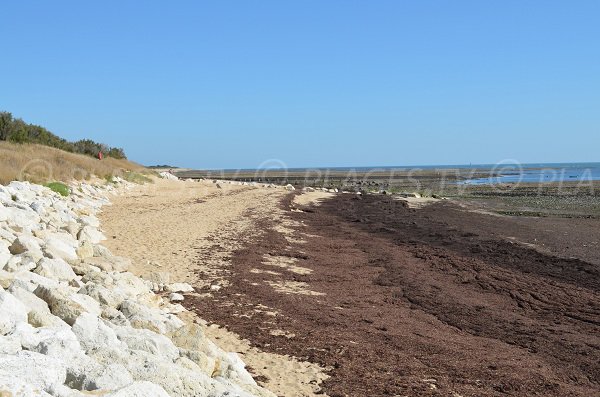 Plage de la Grange à Ars en Ré