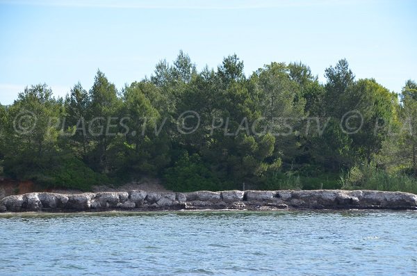 poseidonia spiaggia della pointe du Pellegrin a Bormes les Mimosas