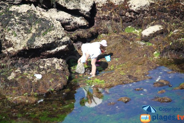 Pêche à Sauzon dans la crique de Porh Kerzo