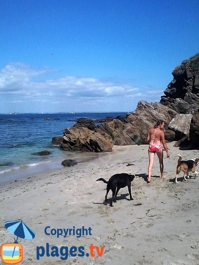 Chiens sur les plages à Groix