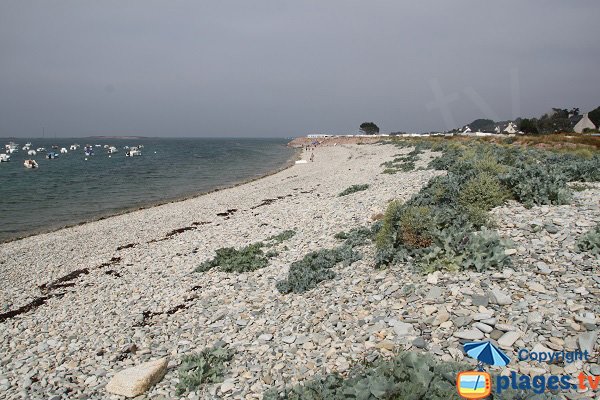 Choux de mer sur la plage de Port l'Epine