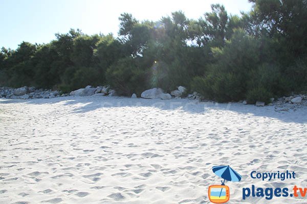 Tamaris en bord de plage à Sibiril - Bretagne