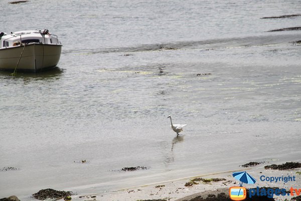 aigrette sur l'ile de Batz