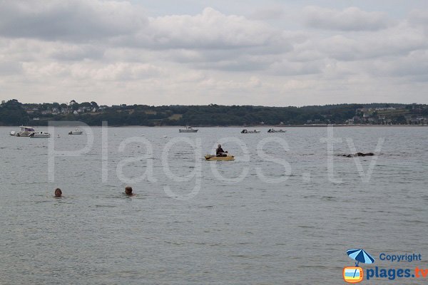 Grey seal in Perros Guirec