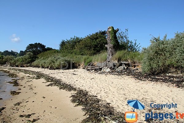 plage de Porz-Buguéles à Penvénan