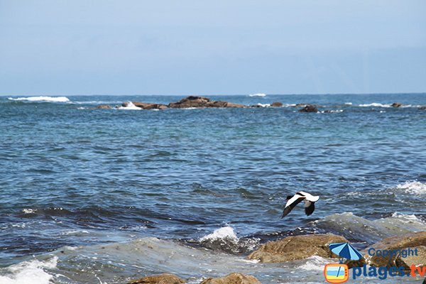 tadorne sur l'ile de Batz