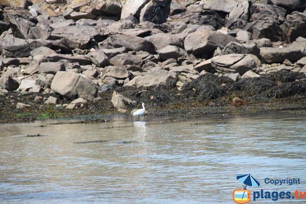 Oiseaux sauvages à Batz