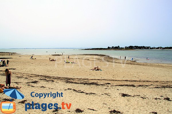 Baignade sur la plage de Poulbert à La Trinité sur Mer