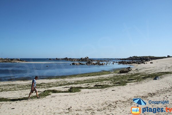 Algues vertes sur la plage de Poulfoën à Plouescat