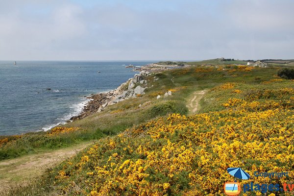 Vegetation of the island of Batz around Poull C'Horz