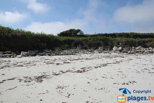 Laisses de mer sur l'ile de Batz