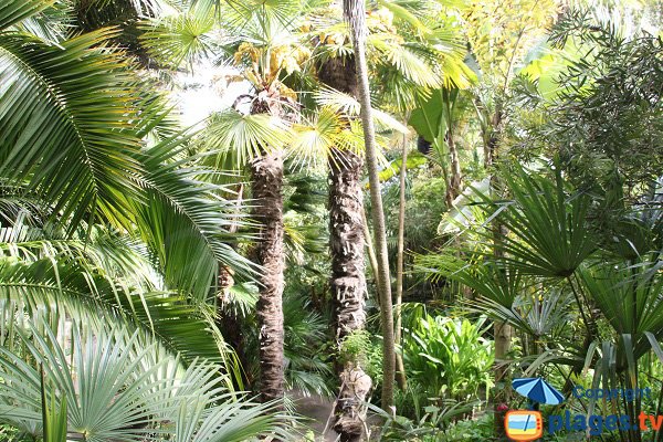 Jardin sur l'ile de Batz au sud