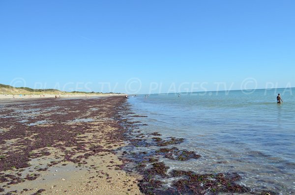 Dunes in Couarde sur Mer