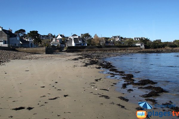 Algues sur la plage de Quinquai - Plougasnou