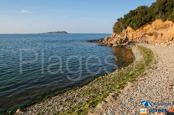 Algues vertes sur la plage de Louannec