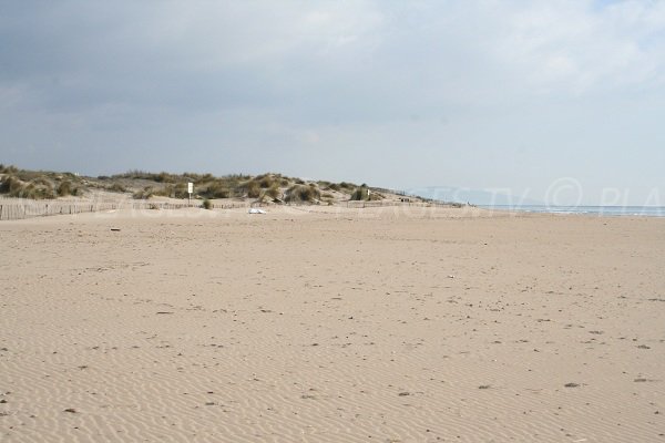 Dunes de la plage Robinson de Marseillan