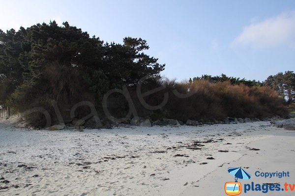 Vegetation on the beach of St Jean de Santec