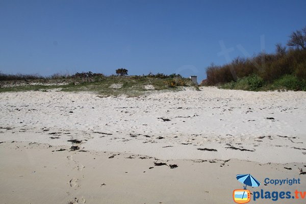 Plage autorisée aux chiens à Roscoff