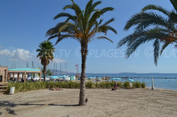 Palmiers sur la plage de Mandelieu