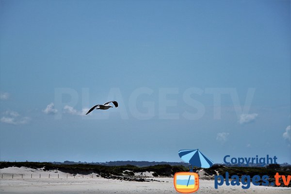 Oiseaux sur la plage de Ste Marguerite