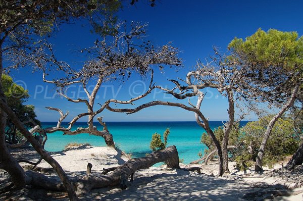 Plage de Saleccia en Corse (Désert des Agriates)