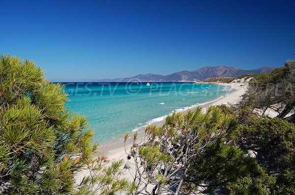 Environnement de la plage de Saleccia (Corse)