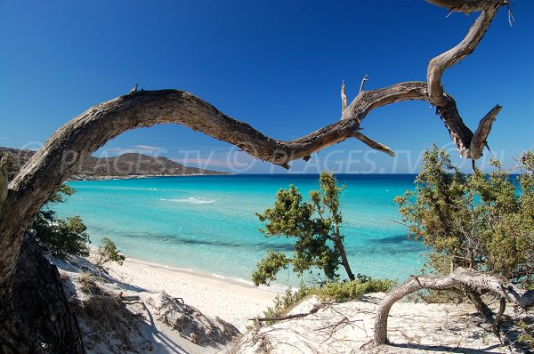 Wild beach in Corsica - Saleccia