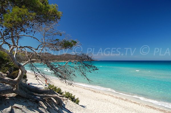 Plage de Saleccia à Saint Florent