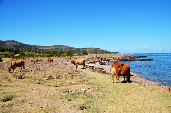 Spiaggia con mucche Macinaggio - Corsica