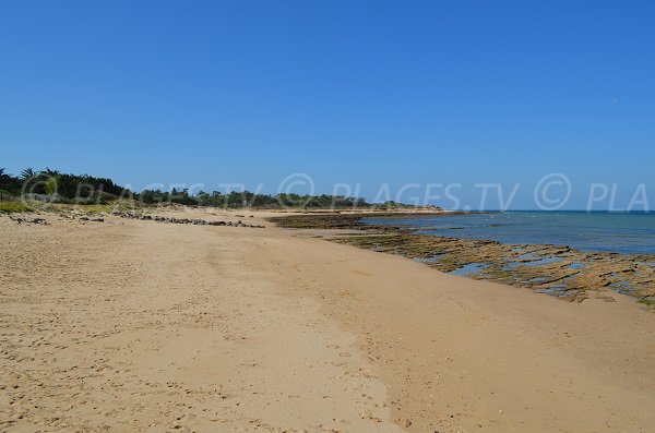 Plage sur l'ile de Ré en bordure de la forêt du Lizay