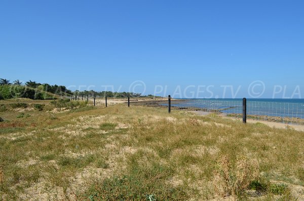 Photo of Saucière beach - Les Portes en Ré in France