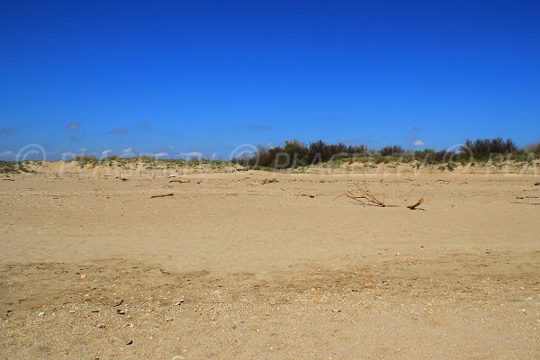 Dunes sur la plage Séoune de Sérignan