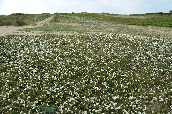 Environnement de la plage de St Pierre à Locmariaquer