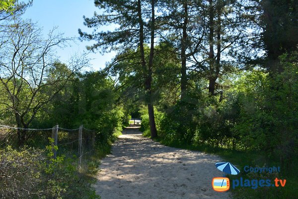 Sentier pour accéder à la plage de Marquenterre