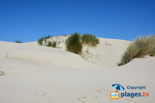 Dunes sur la plage de Marquenterre - St Quentin en Tourmont