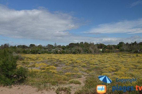 Environnement de la plage de Sainte Genevieve à Vias