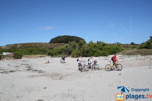 Tamaris sur le bord de la plage de Sauzon - Ster Vraz